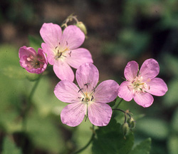 Common Spring Wildflowers In The Smokies Great Smoky Mountains National Park U S Service