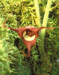 lt= Wild Ginger Wildflower