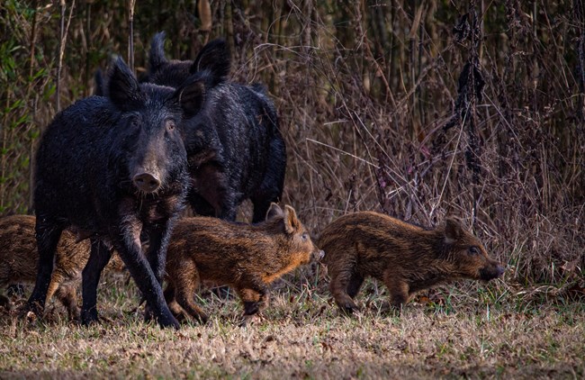 A group of wild hogs with a few piglets.