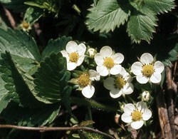 Wild Strawberry Wildflower