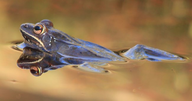 A wood frog sitting in water