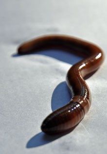 Invasion of the exotic earthworms! - Great Smoky Mountains