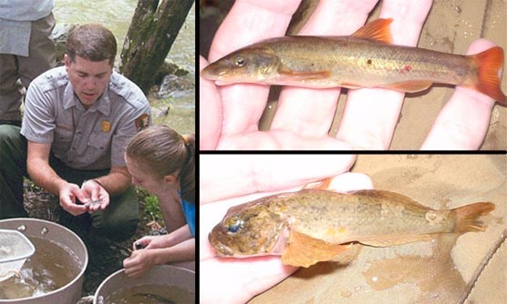 A composite of 3 photos showing a National Park Service Fisheries Biologist identifying a fish; a longnose dace; and a mottled sculpin.