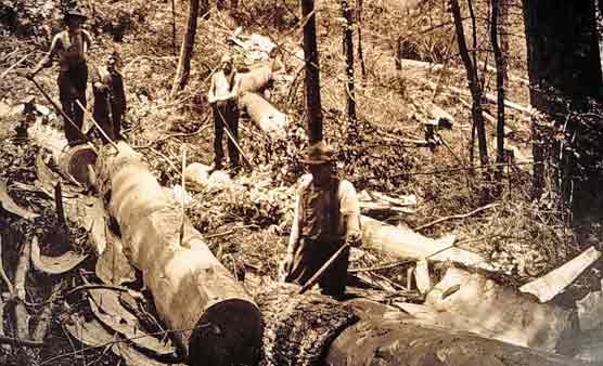 A historical photograph of active logging practices occurring in a portion of what was to become Great Smoky Mountains National Park.