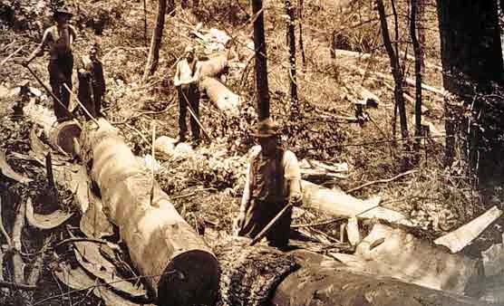 A historical photograph of active logging practices occurring in a portion of what was to become Great Smoky Mountains National Park.