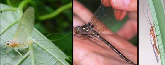 A composite of photos showing insects that certain fish like to eat. Photos include a mayfly (left), a dragonfly (middle), and a stonefly (right).