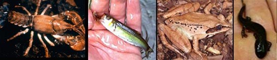 A composite of photos displaying various food items for larger fish such as brown trout.