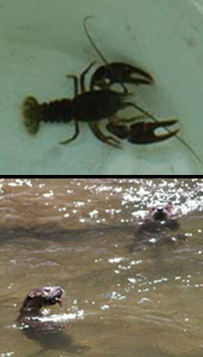 A composite of two photos showing river otters (bottom) and their primary food source in the park, crayfish (top). A composite of two photos showing river otters (bottom) and their primary food source in the park, crayfish (top).