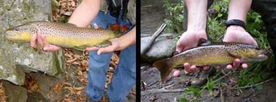 A composite of two photos showing different anglers holding their catch of the day, brown trout.