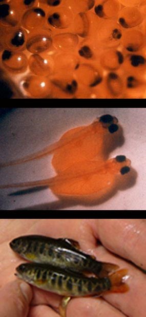 A composite of three photos showing the early life stages of a brook trout.  