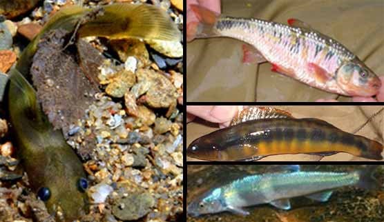A composite photograph of 4 fish species found within the park: smoky madtom; striped shiner; tangerine darter; and a spotfin chub.