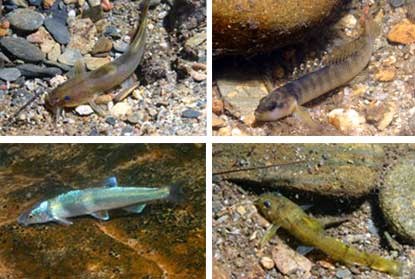 A composite image of four federally threatened or endangered fish species that live in park waters.