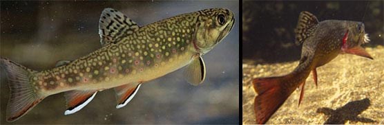 Composite of two photographs of southern Appalachian brook trout.