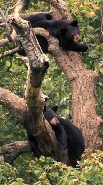 Two bears relax in a tree
