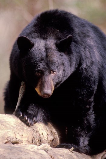 Black Bears Great Smoky Mountains National Park U S National Park Service