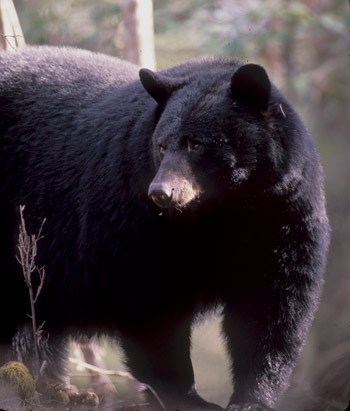 A large black bear standing by a tree
