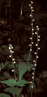 Bishop's Cap Wildflower