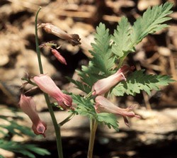 lt= Bleeding Heart Wildflower