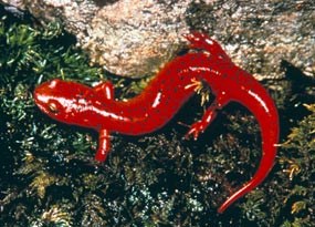 A Black-chinned Red Salamander