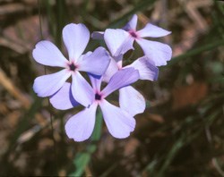 Blue Phlox Wildflower