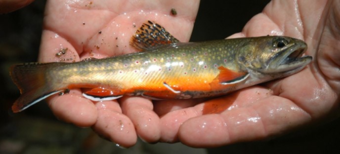 A brook trout held in a researcher's hands.