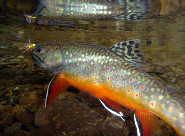 Fishing for Brook Trout (non-native)