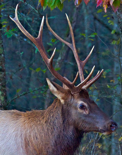 male elk pictures