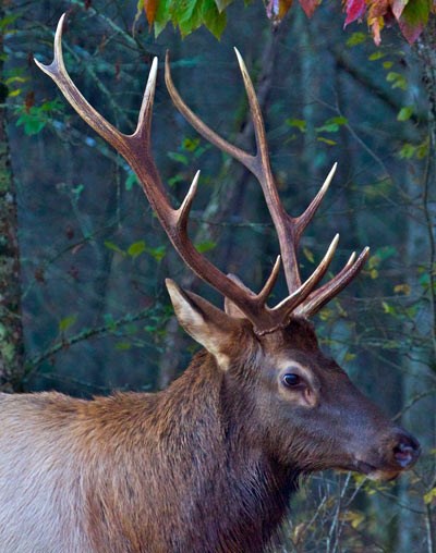 A male elk with antlers