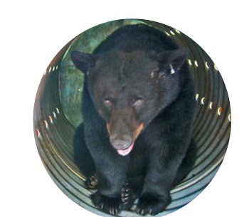 Bear in trap at Chimneys Picnic Area.