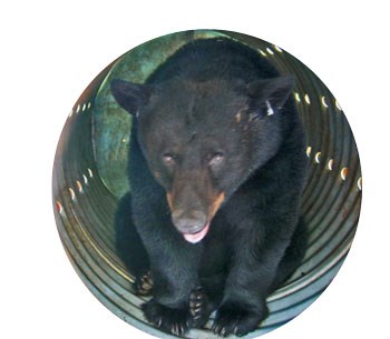 Bear in trap at Chimneys Picnic Area. Bear in trap at Chimneys Picnic Area.