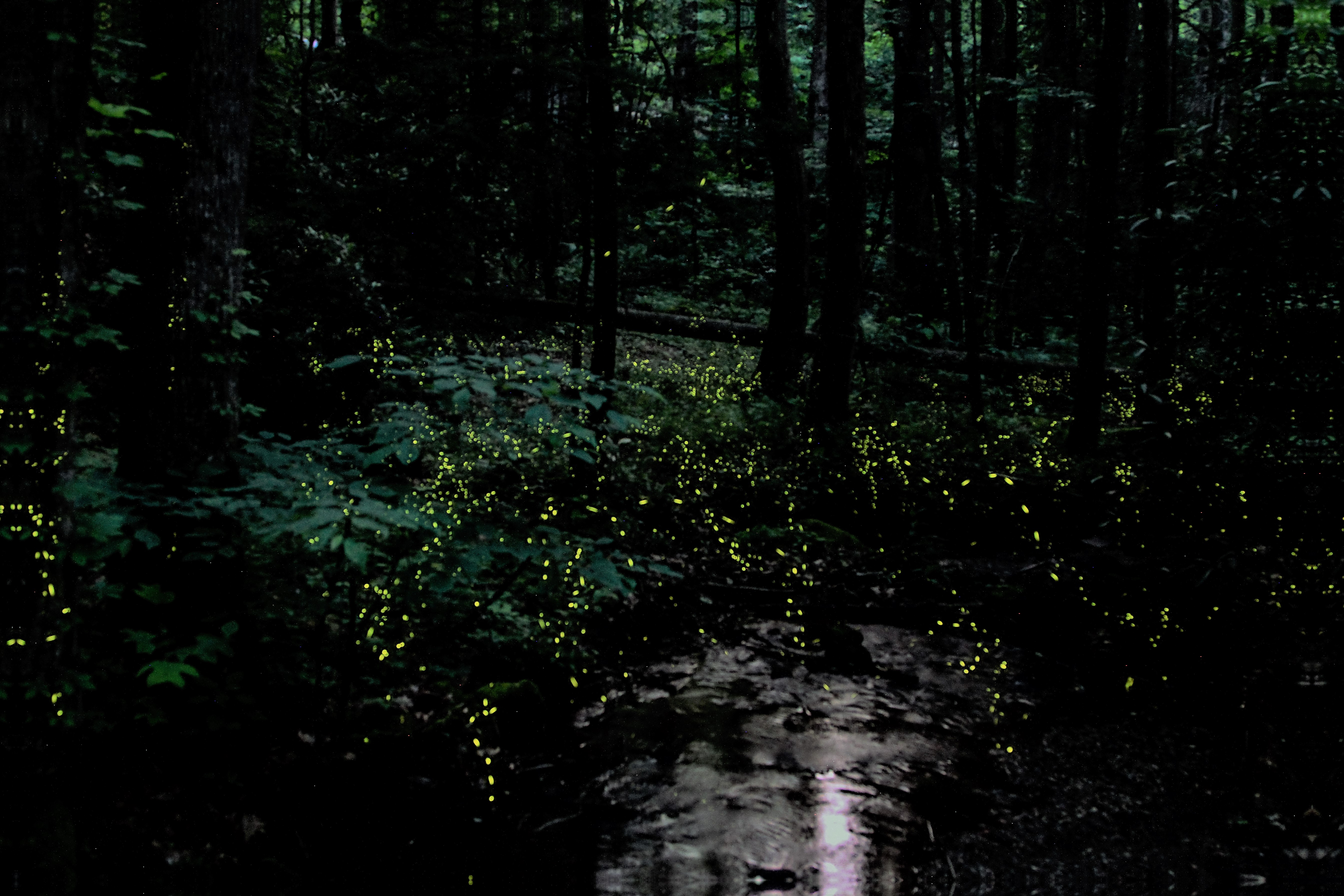 Synchronous fireflies flashing in the forest