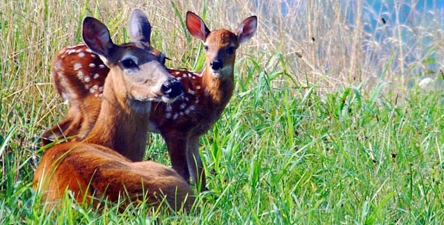 A white-tailed deer doe and fawn in the tall grass in Cades Cove A white-tailed deer doe and fawn in the tall grass in Cades Cove