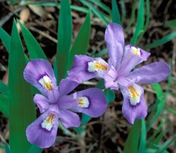lt= Crested Dwarf Iris Wildflower