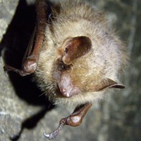 Eastern Pipistrelle bats are one of the species affected by white nose syndrome.