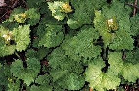 Garlic mustard is one of the non-native plants that park staff try to eradicate from park lands.
