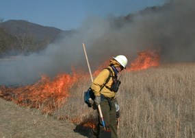 Igniting a prescribed fire in Cades Cove