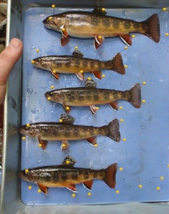Preserved brook trout pinned to a board