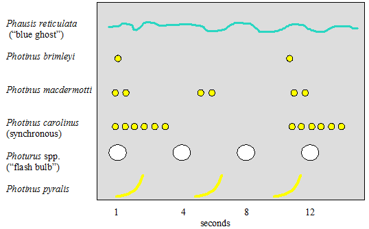 firefly flash patterns