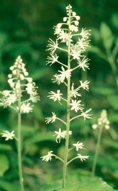 Foamflower Wildflower