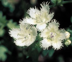 White Fringed Phacelia Wildflower