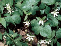 Sharp-Lobed Hepatica Wildflower