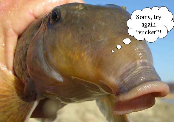 A photograph of northern hogsucker.