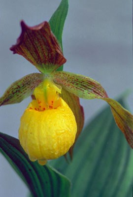 Yellow Lady's Slipper orchid