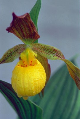 Yellow Lady's Slipper orchid Yellow Lady's Slipper orchid