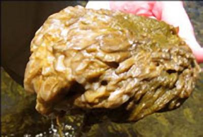 Didymo, brown, wool like algae, held in hand. Didymo, brown, wool like algae, held in hand.