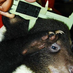 Measuring a black bear cub.
