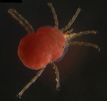 Protzia species of water mite