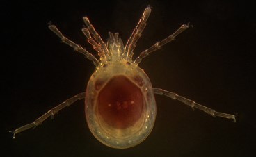 Testudacarus species of water mite