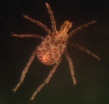 Sperchonopsis species of water mite