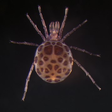 Sperchon species of water mite